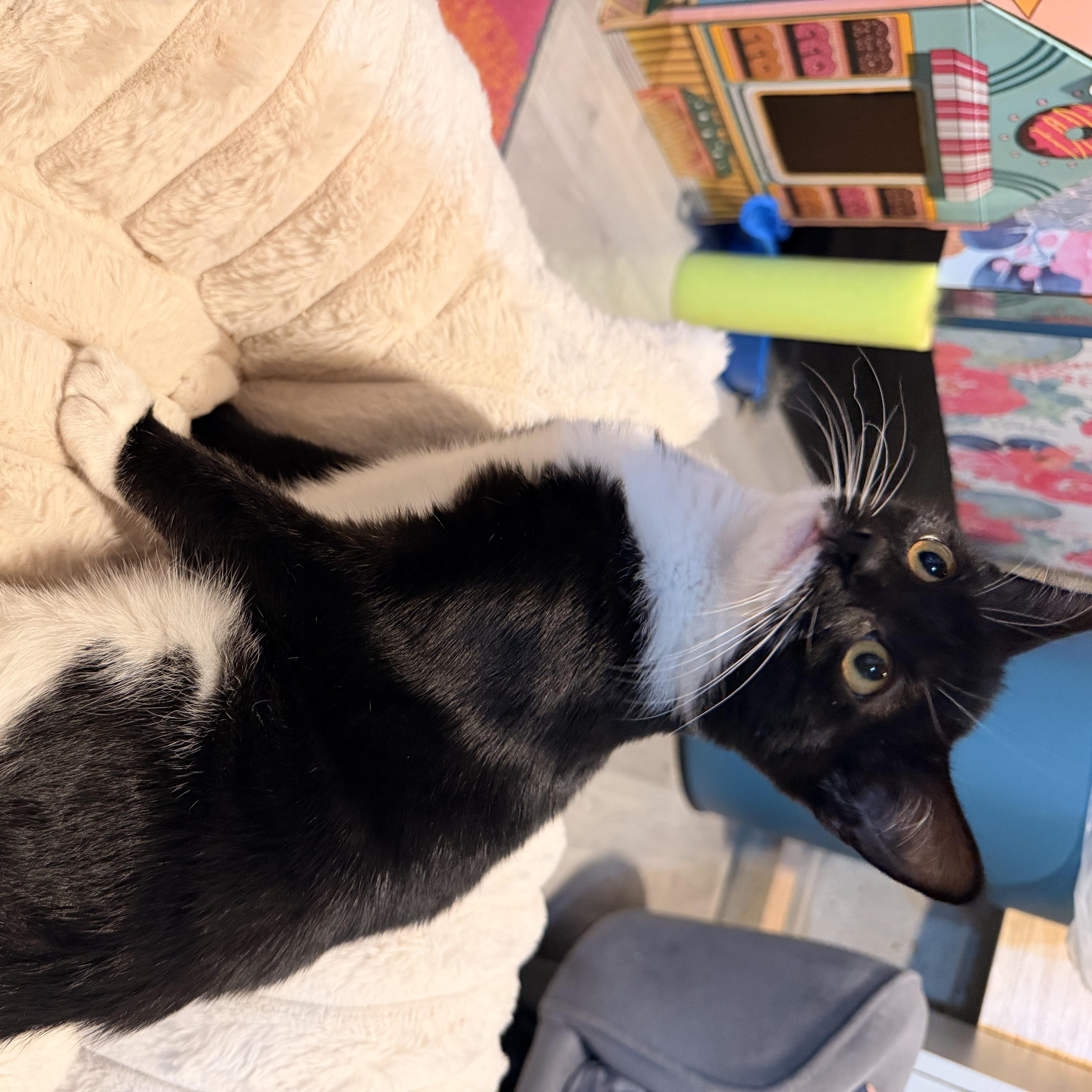 Enlarge Meep, a Adopted Domestic Short Hair in Scranton, PA image 4/6