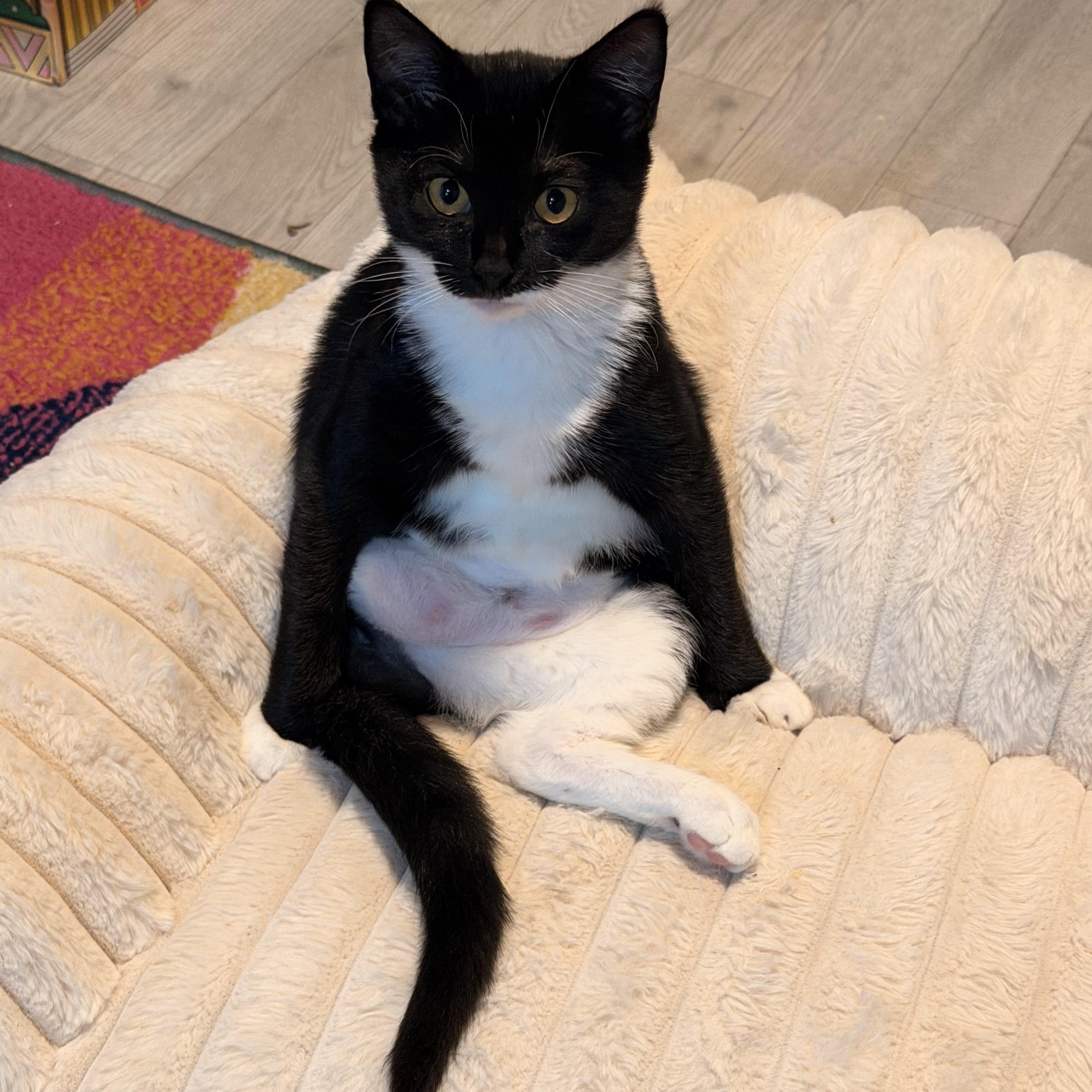 Meep, Adopted, Kitten Female Domestic Short Hair.