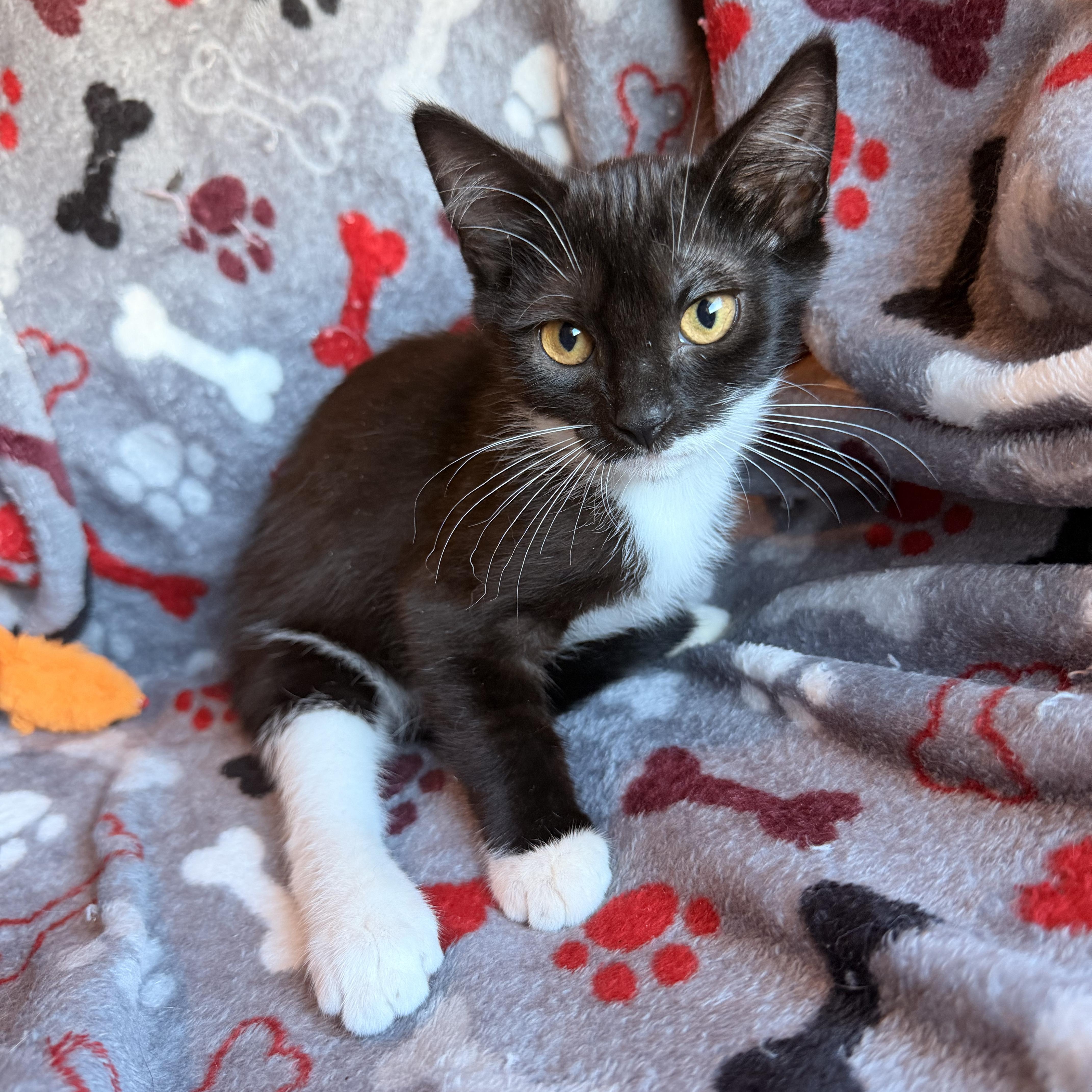 Enlarge Meep, a Adoptable Domestic Short Hair in Scranton, PA image 2/4