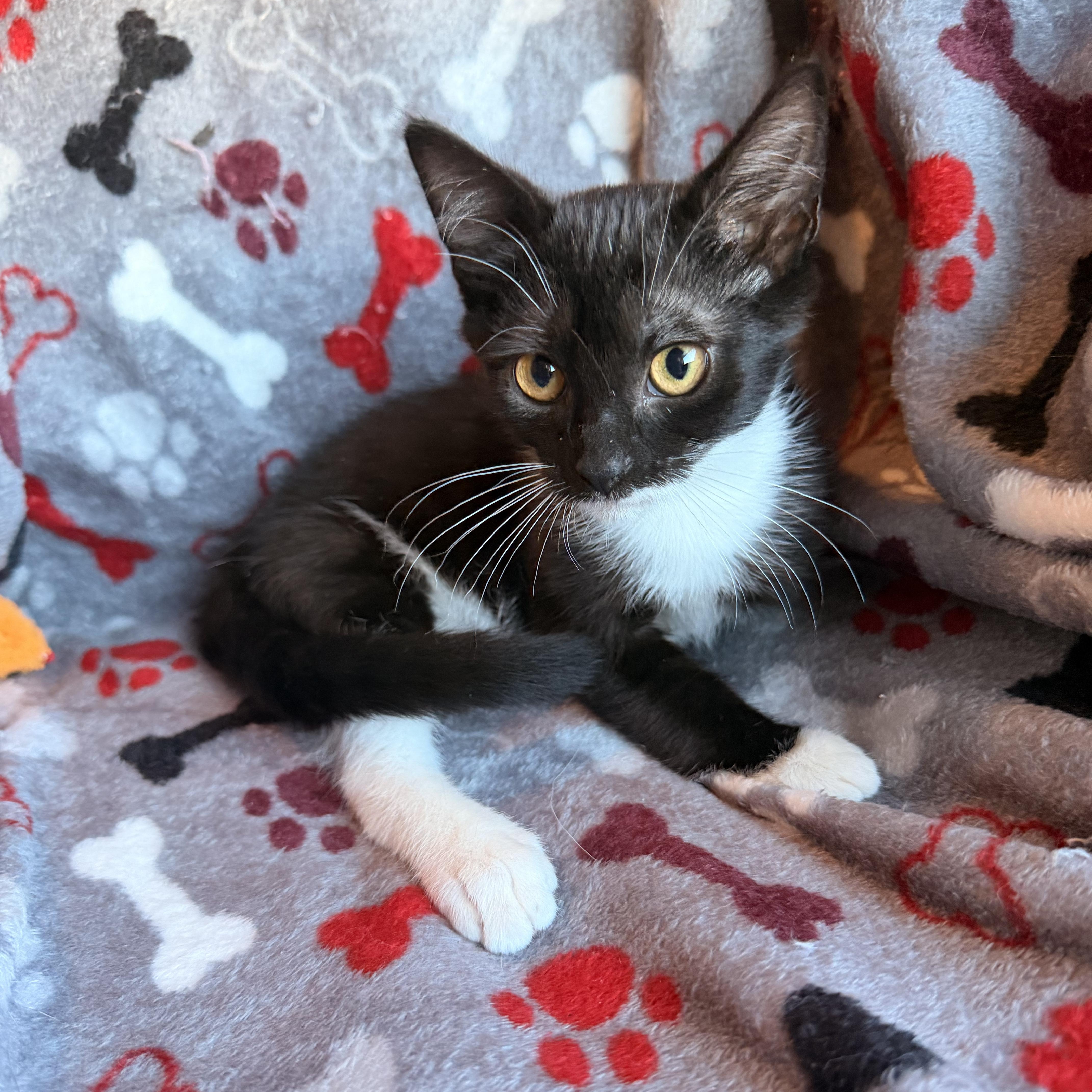 Enlarge Meep, a Adoptable Domestic Short Hair in Scranton, PA image 4/4