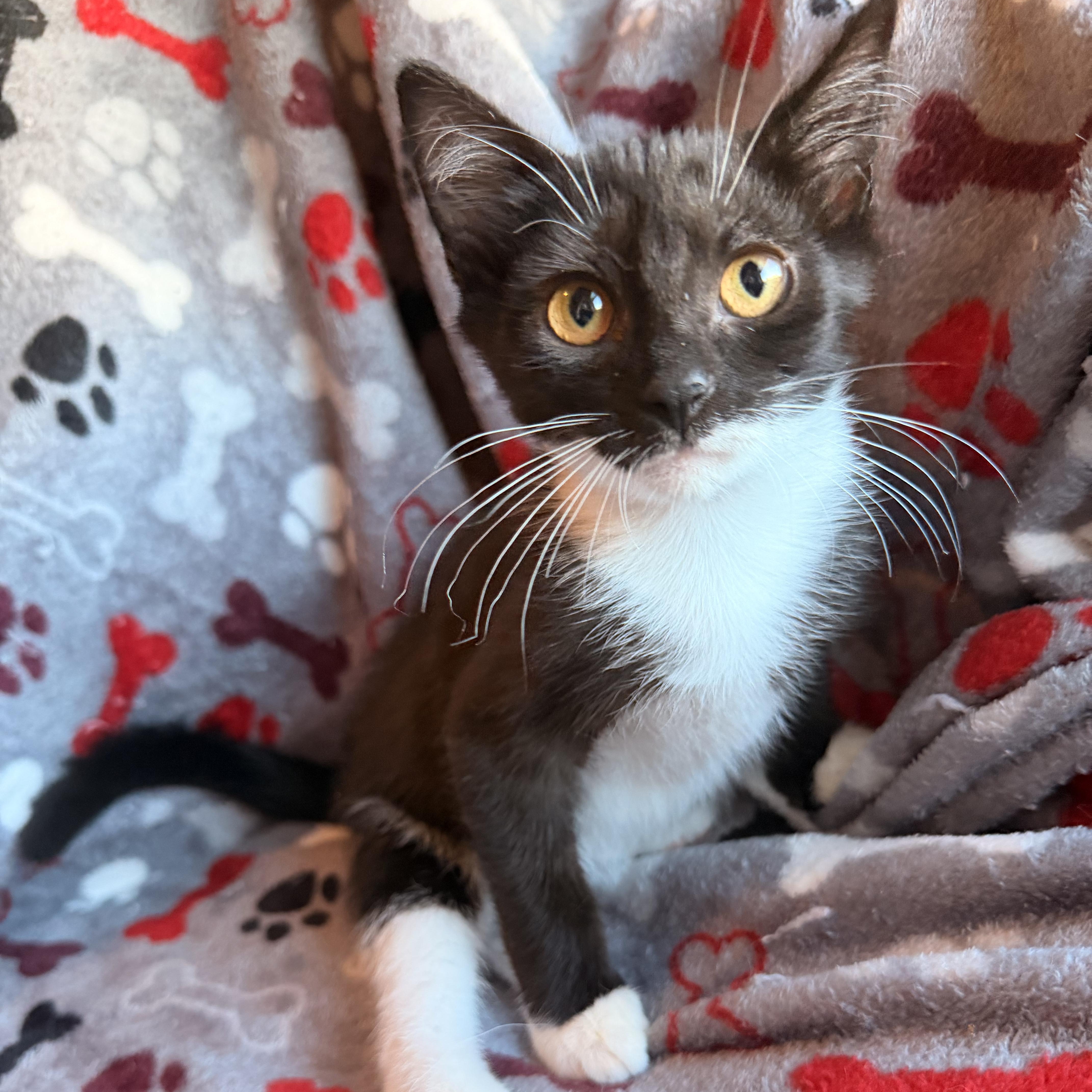 Enlarge Meep, a Adoptable Domestic Short Hair in Scranton, PA image 3/4