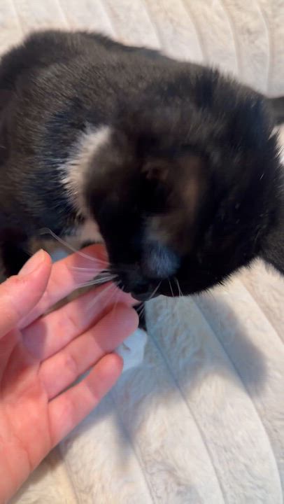 Enlarge Meep, a Adopted Domestic Short Hair in Scranton, PA video 5/6