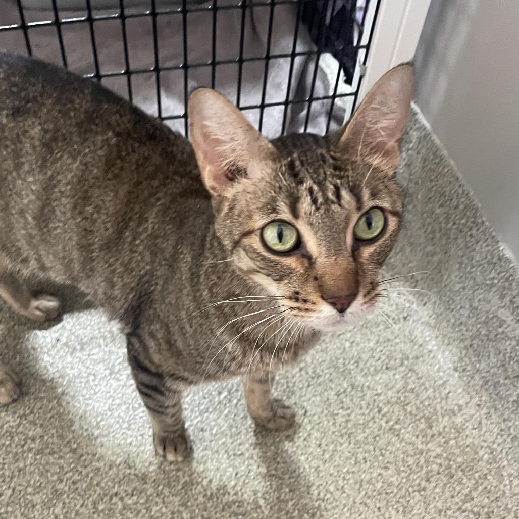 Tortilla Chips, Adoptable, Adult Male Domestic Short Hair.