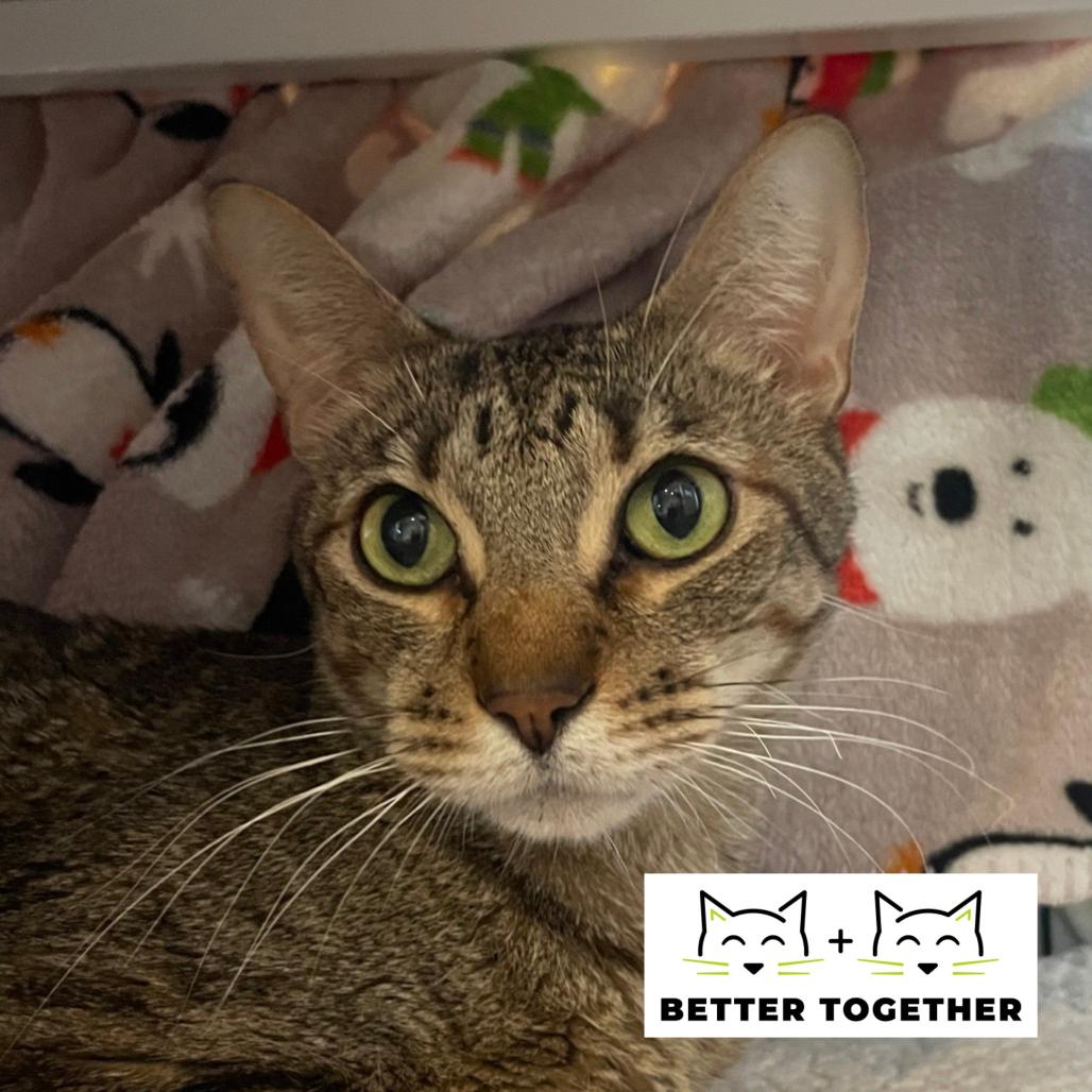 Enlarge Tortilla Chips, a Adoptable Domestic Short Hair in Chicago, IL image 2/4