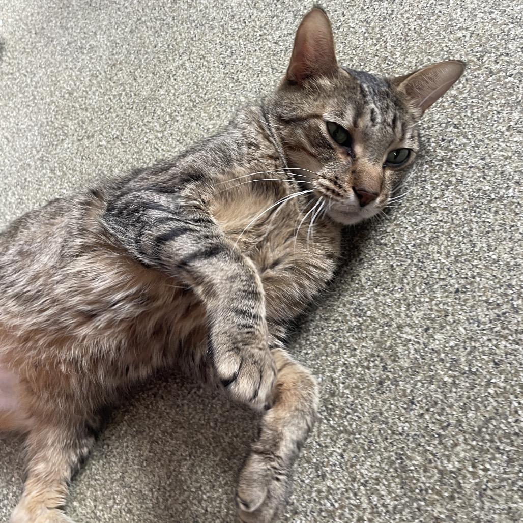 Enlarge Tortilla Chips, a Adoptable Domestic Short Hair in Chicago, IL image 3/4