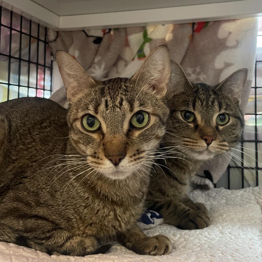 Enlarge Tortilla Chips, a Adoptable Domestic Short Hair in Chicago, IL image 4/4