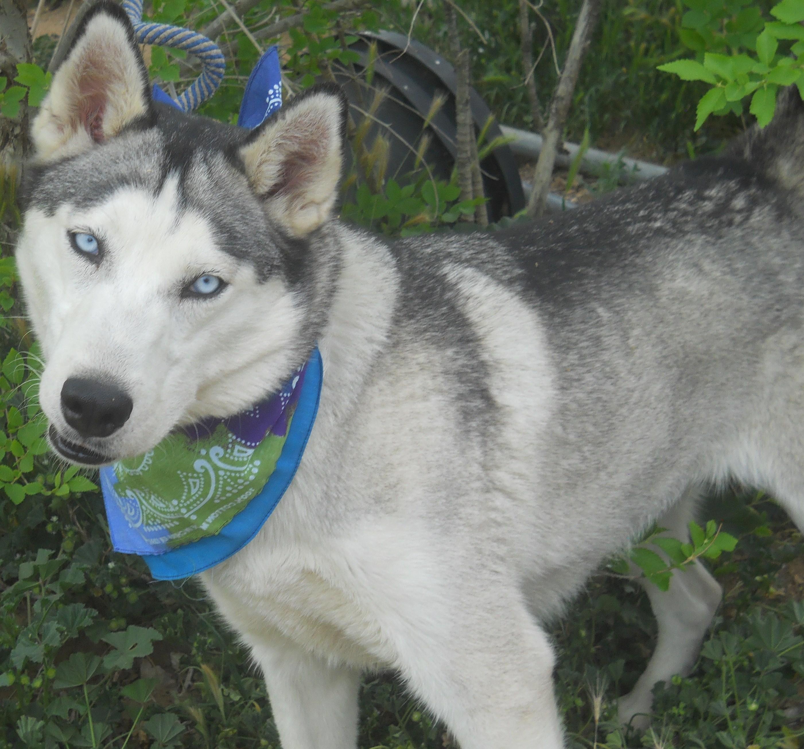 SKY-, Adoptable, Young Female Siberian Husky.