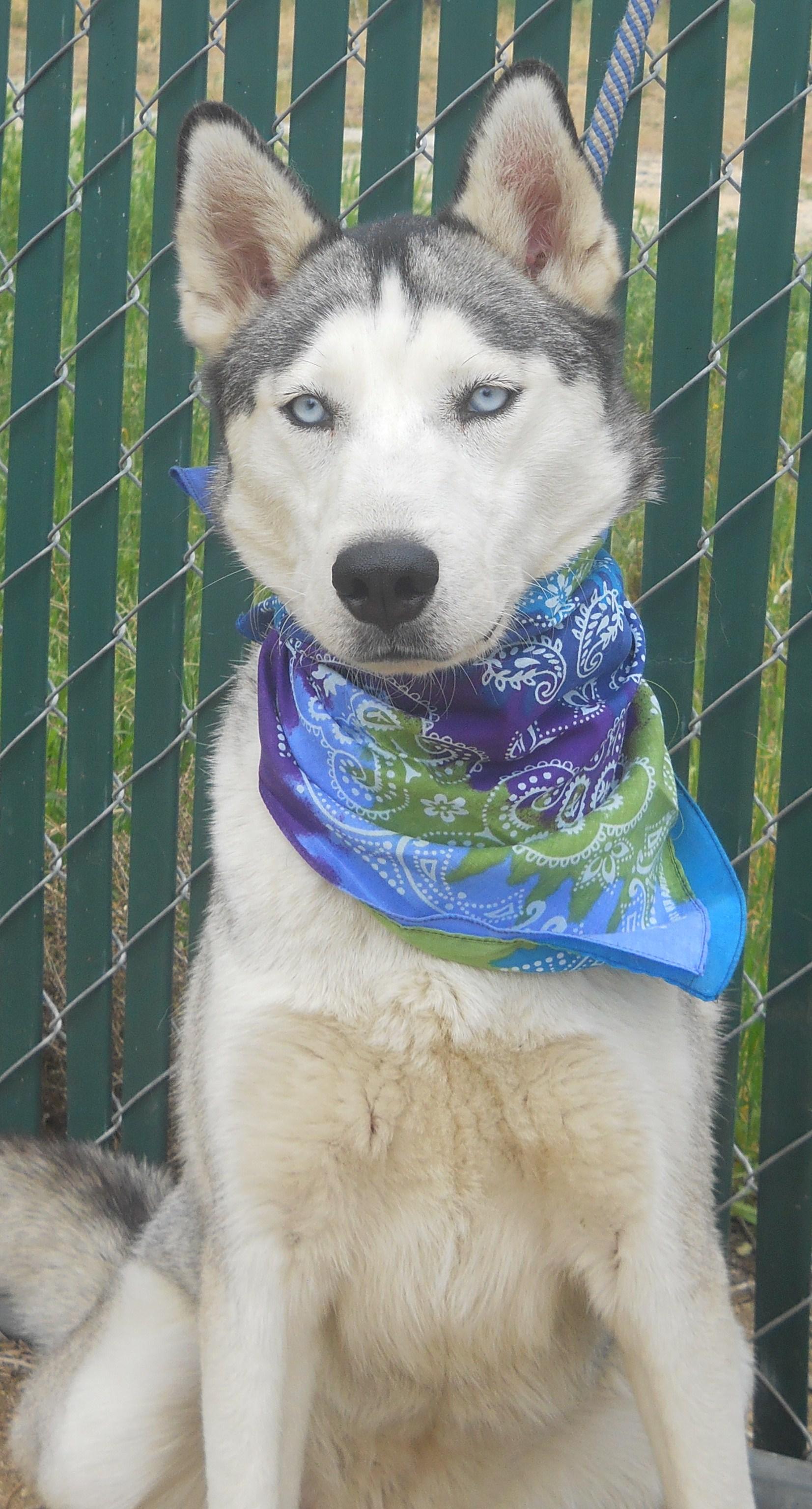 SKY-, a Adoptable Siberian Husky in Valencia, CA image 2/4
