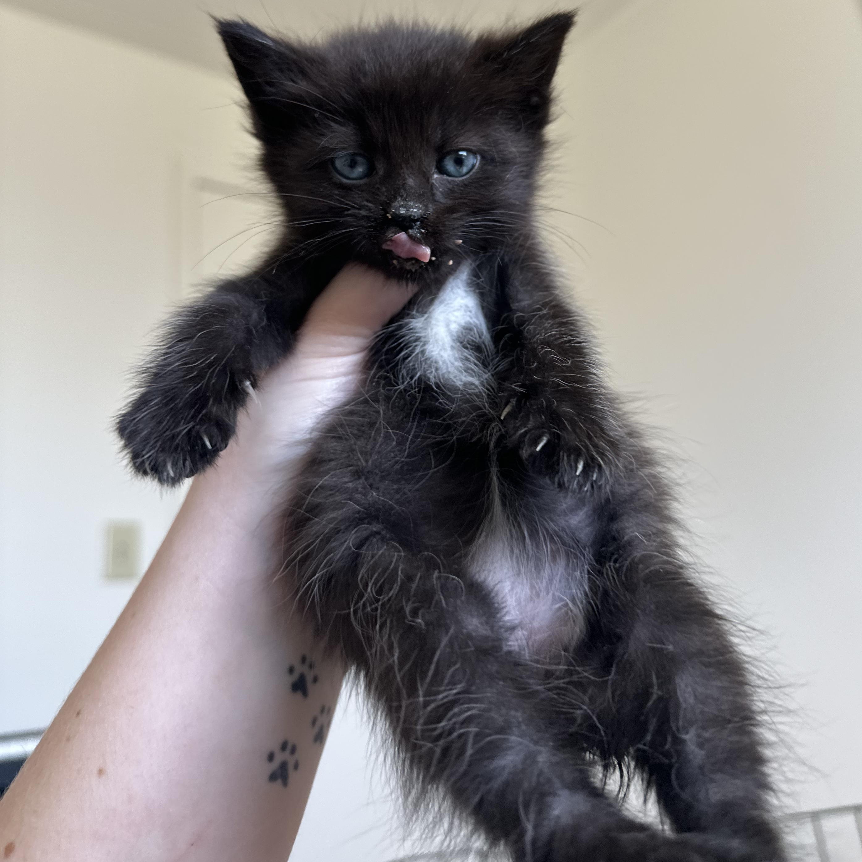 Enlarge Mimosa, a ADOPTABLE Domestic Short Hair in Blacksburg, VA image 2/3