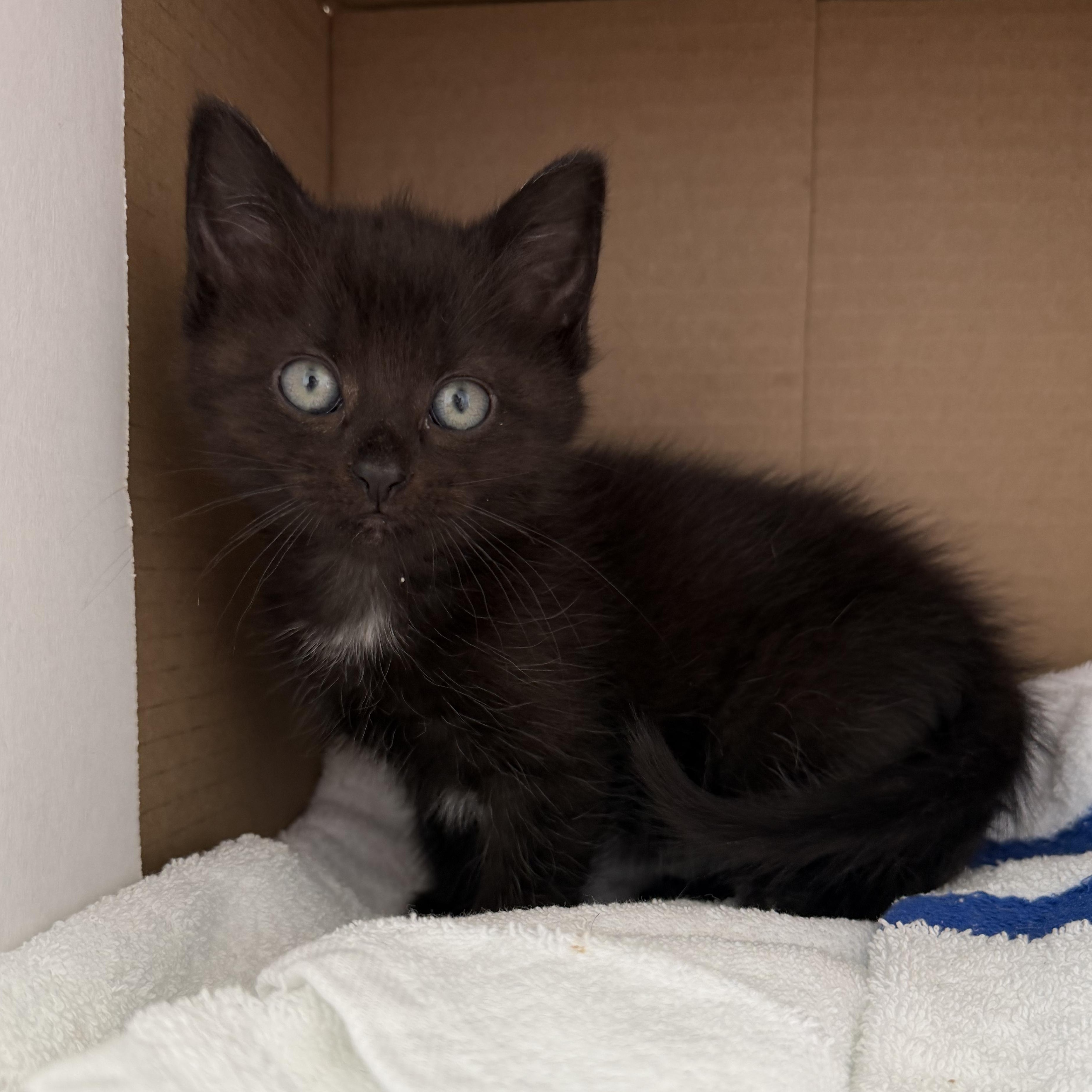 Enlarge Mimosa, a ADOPTABLE Domestic Short Hair in Blacksburg, VA image 3/3