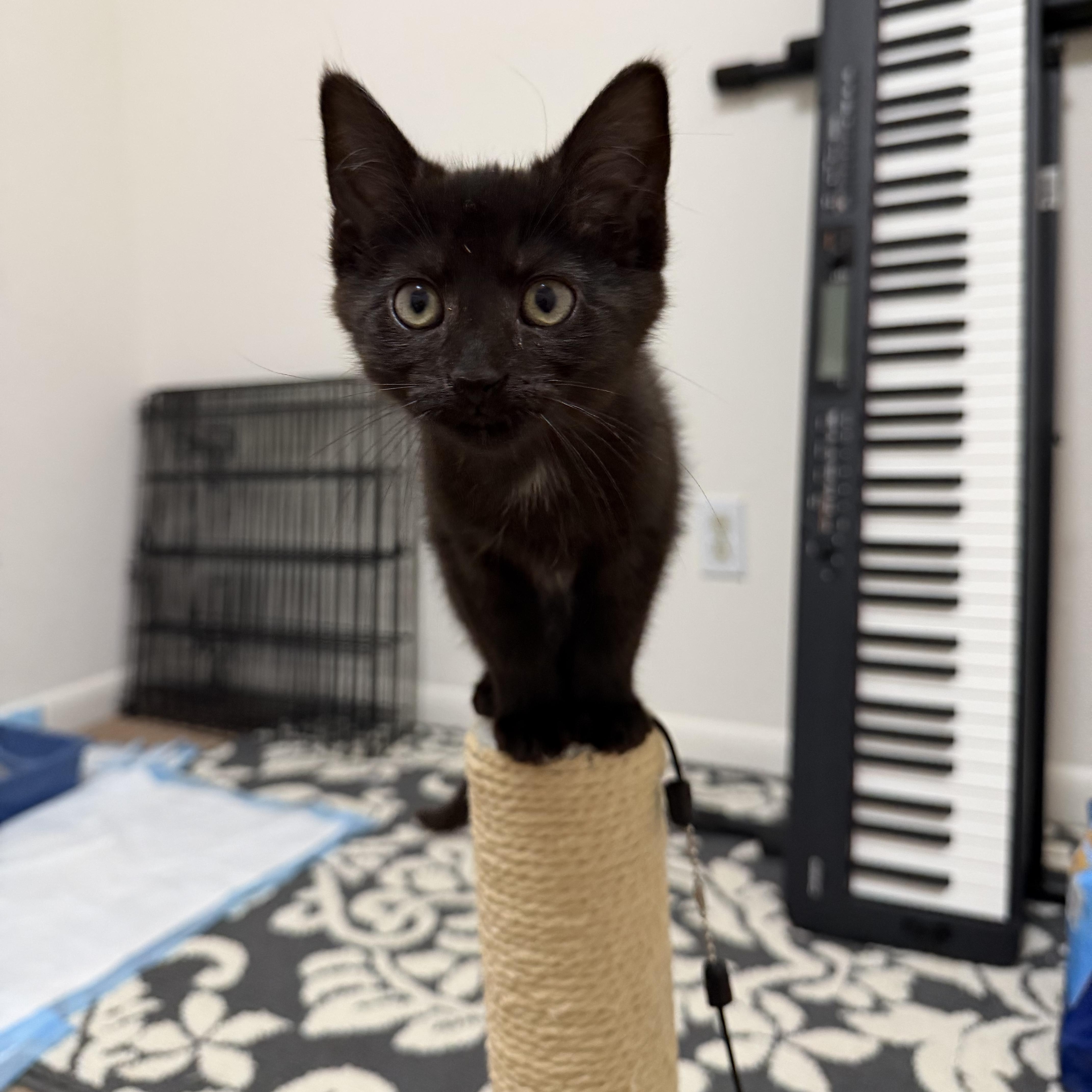 Mimosa, ADOPTABLE, Kitten Female Domestic Short Hair.