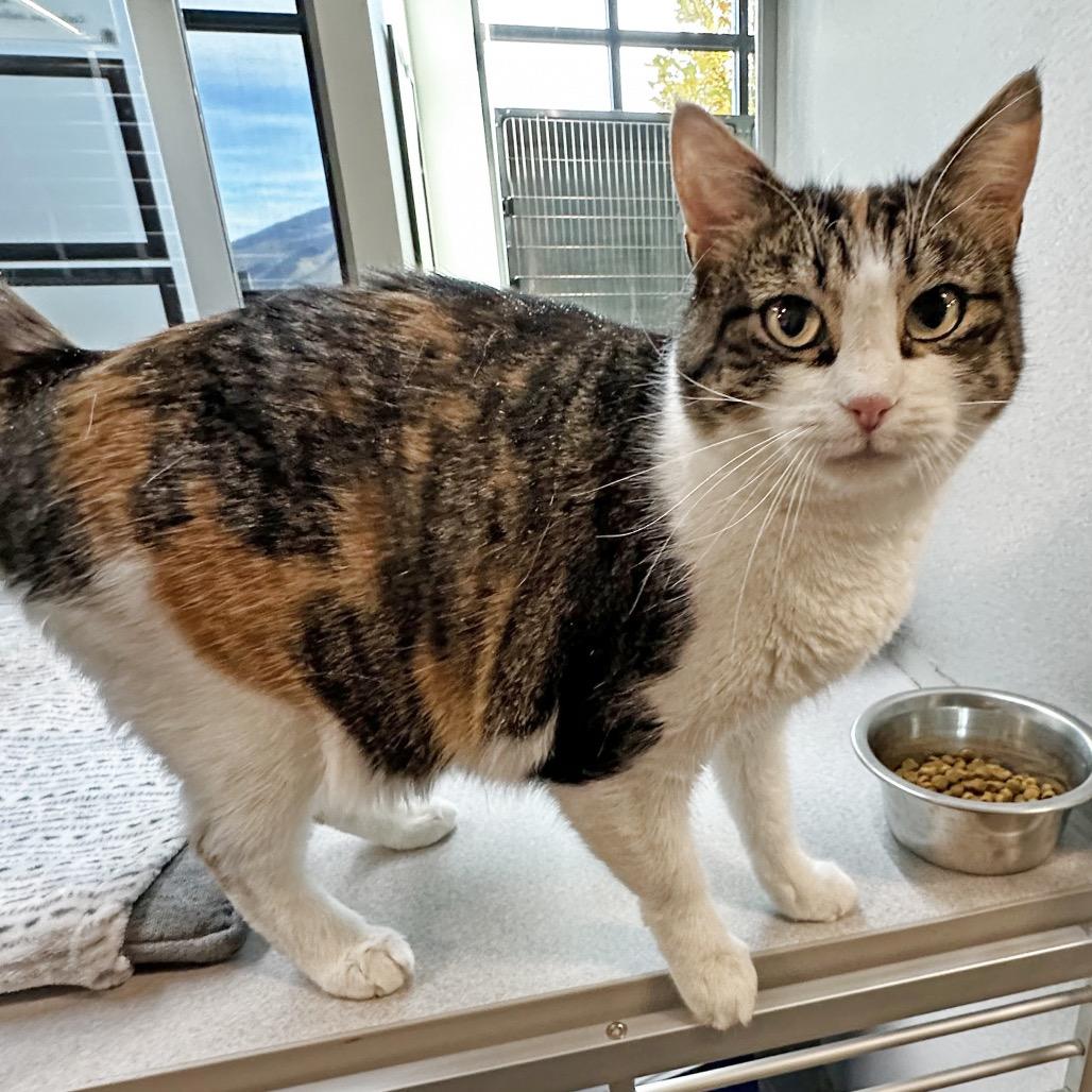 Mama Suey, Adoptable, Adult Female Domestic Short Hair.