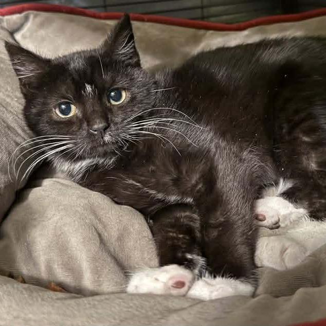 Enlarge Roy Rogers, a Adoptable Domestic Short Hair in Jarrettsville, MD image 1/5