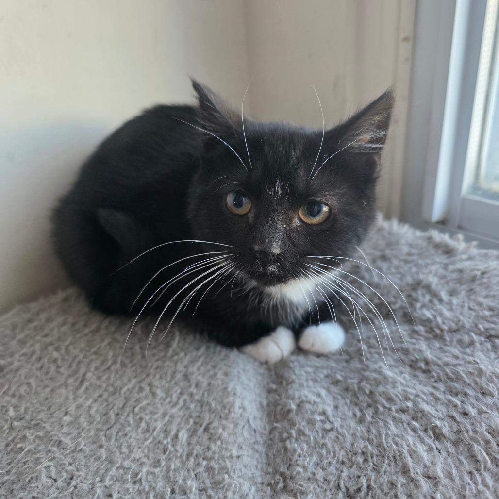 Enlarge Roy Rogers, a Adoptable Domestic Short Hair in Jarrettsville, MD image 2/5