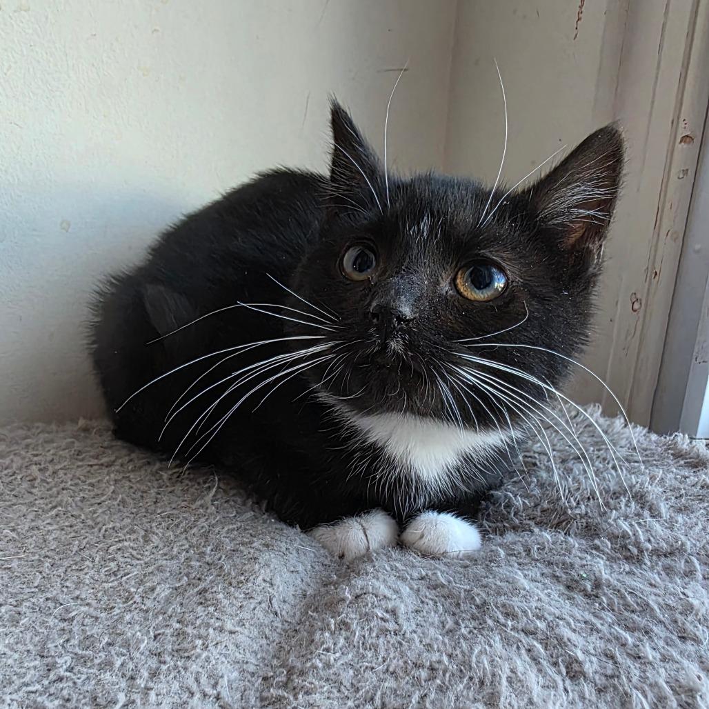 Enlarge Roy Rogers, a Adoptable Domestic Short Hair in Jarrettsville, MD image 3/5