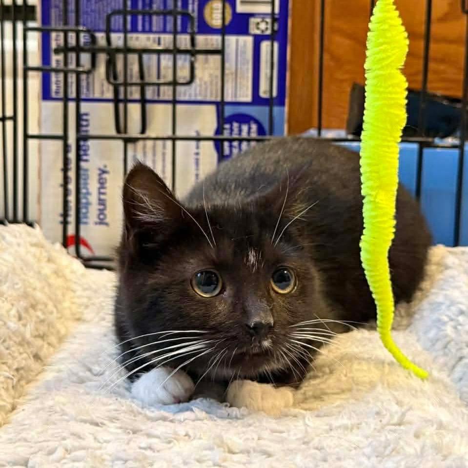 Enlarge Roy Rogers, a Adoptable Domestic Short Hair in Jarrettsville, MD image 4/5