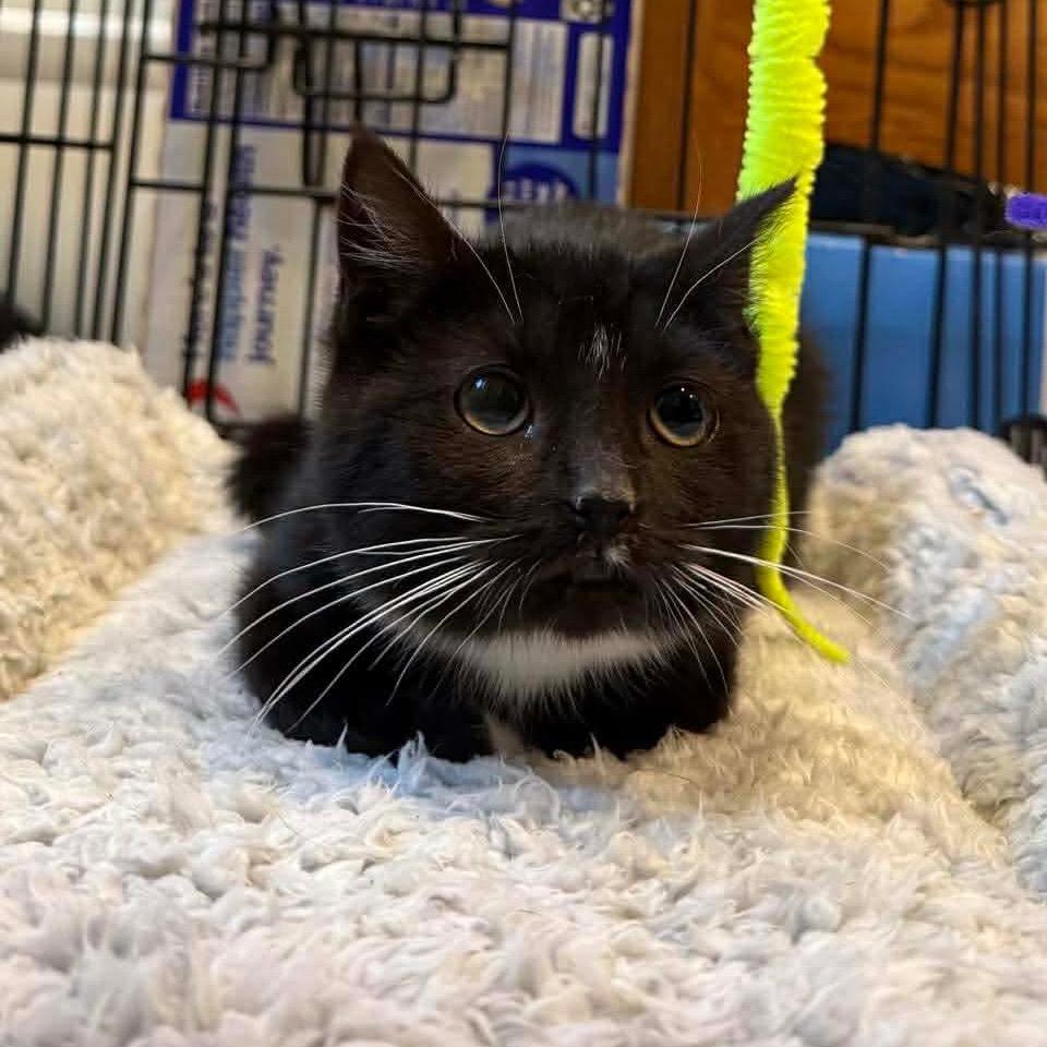 Enlarge Roy Rogers, a Adoptable Domestic Short Hair in Jarrettsville, MD image 5/5