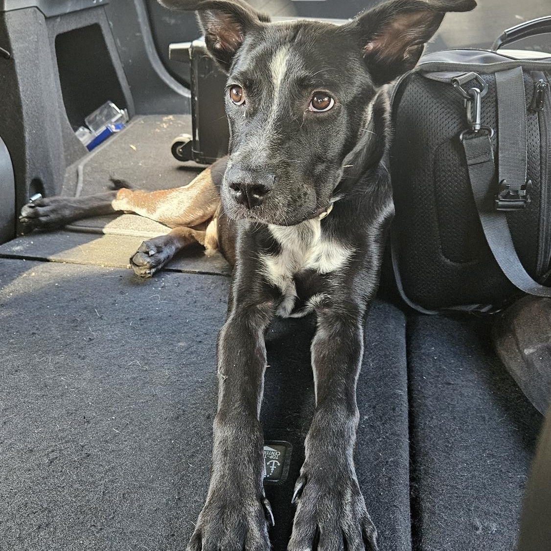 Dog for adoption Milo, a Black Labrador Retriever Mix in Beacon Falls