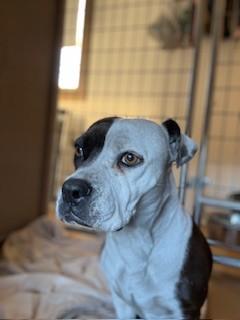 Parker, Adoptable, Adult Female Pembroke Welsh Corgi & American Staffordshire Terrier.