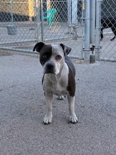 Enlarge Parker, a Adoptable mixed breed in Bernalillo, NM image 2/3