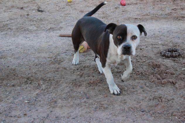 Enlarge Parker, an adopted mixed breed in Bernalillo, NM image 4/5