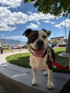 Parker, adoptable, Adult Female Pembroke Welsh Corgi & American Staffordshire Terrier.
