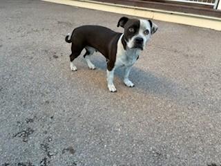 Enlarge Parker, a Adoptable mixed breed in Bernalillo, NM image 3/3