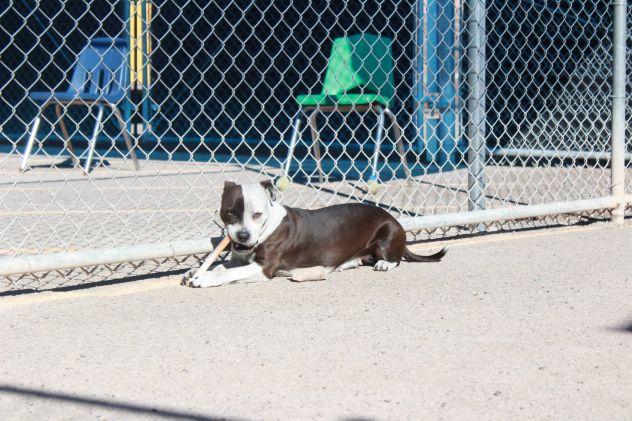 Enlarge Parker, an adopted mixed breed in Bernalillo, NM image 5/5