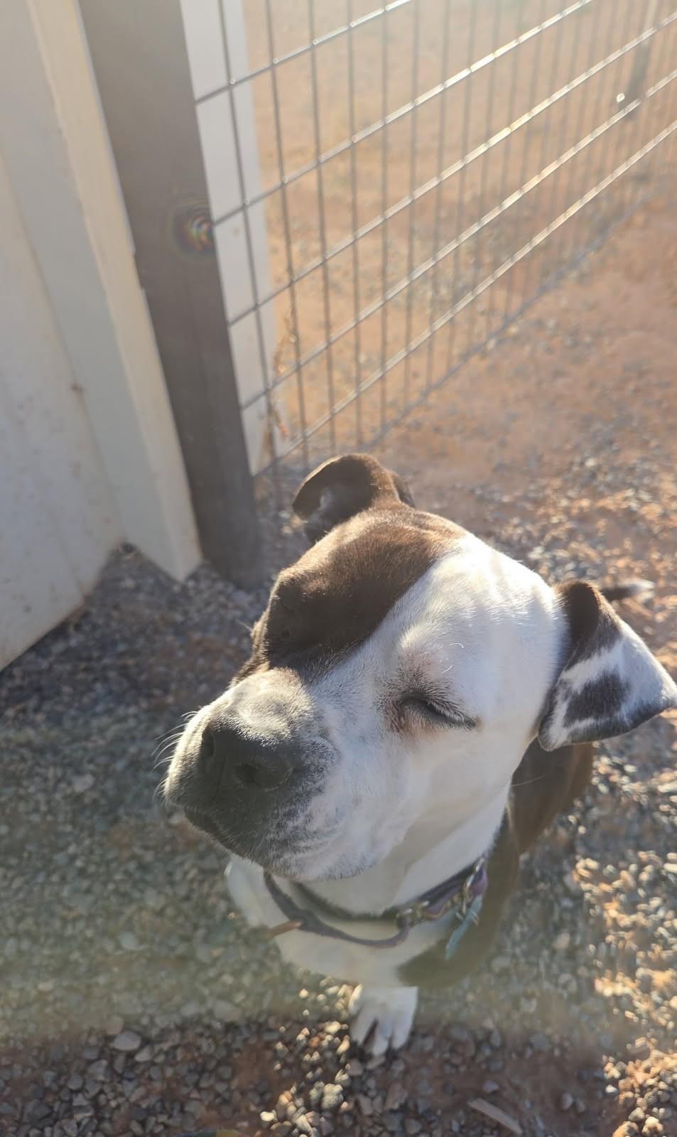 Parker, Adoptable, Adult Female Pembroke Welsh Corgi & American Staffordshire Terrier.