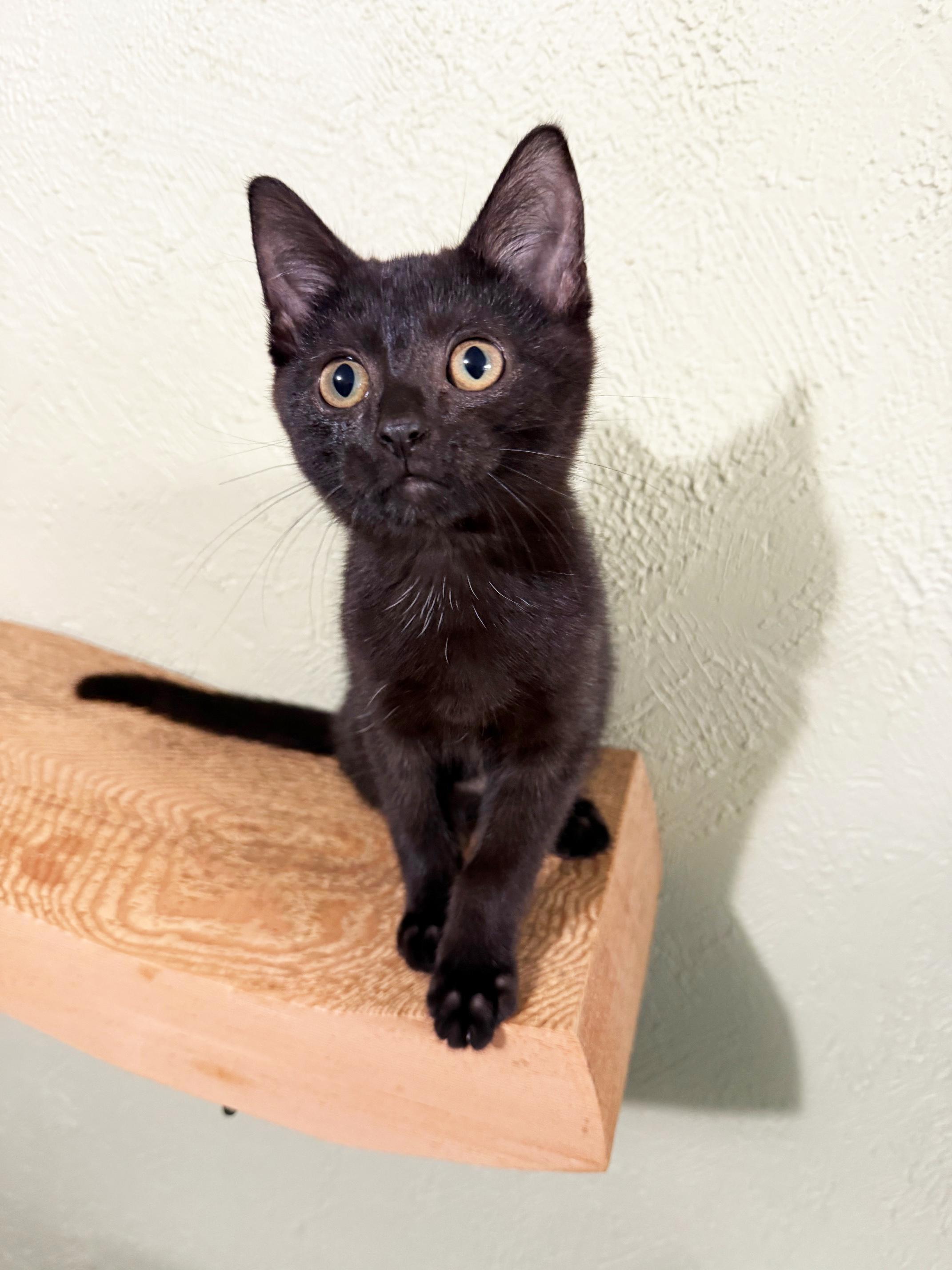 Baby Ernie - cuddly little baby loverboy!, a Adopted Domestic Short Hair in Neenah, WI image 1/6