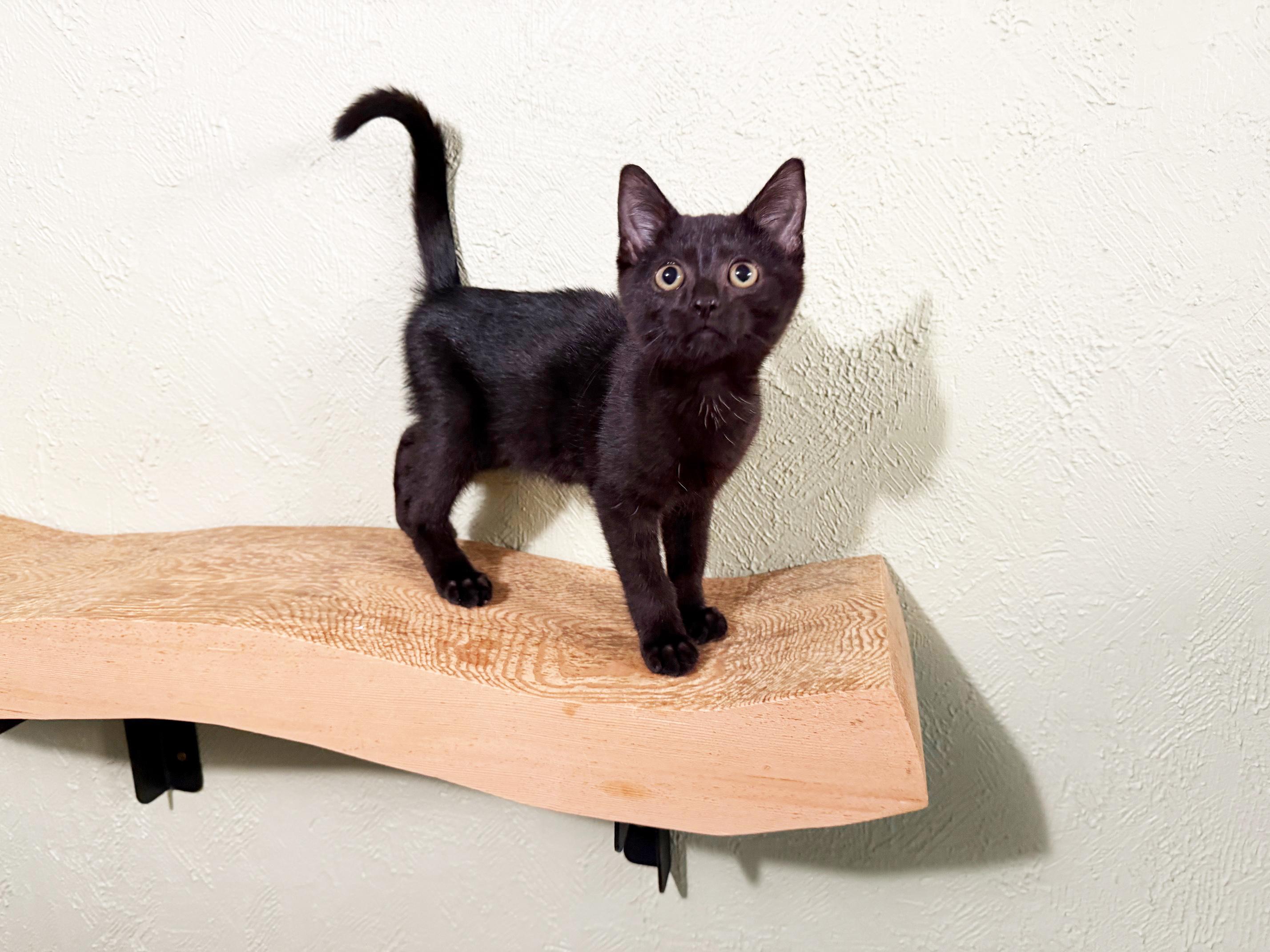 Baby Ernie - cuddly little baby loverboy!, a Adopted Domestic Short Hair in Neenah, WI image 3/6