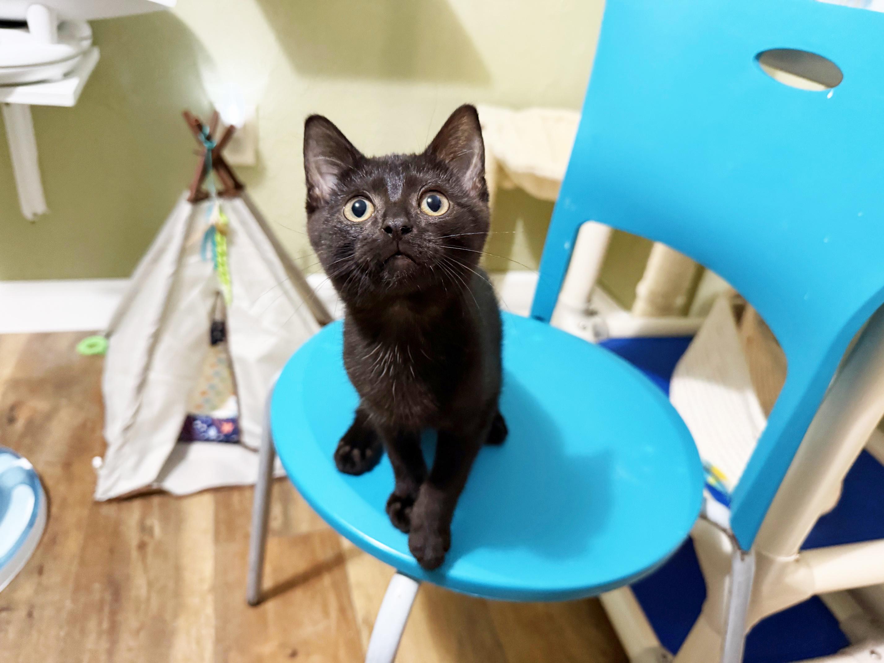 Baby Ernie - cuddly little baby loverboy!, a Adopted Domestic Short Hair in Neenah, WI image 4/6
