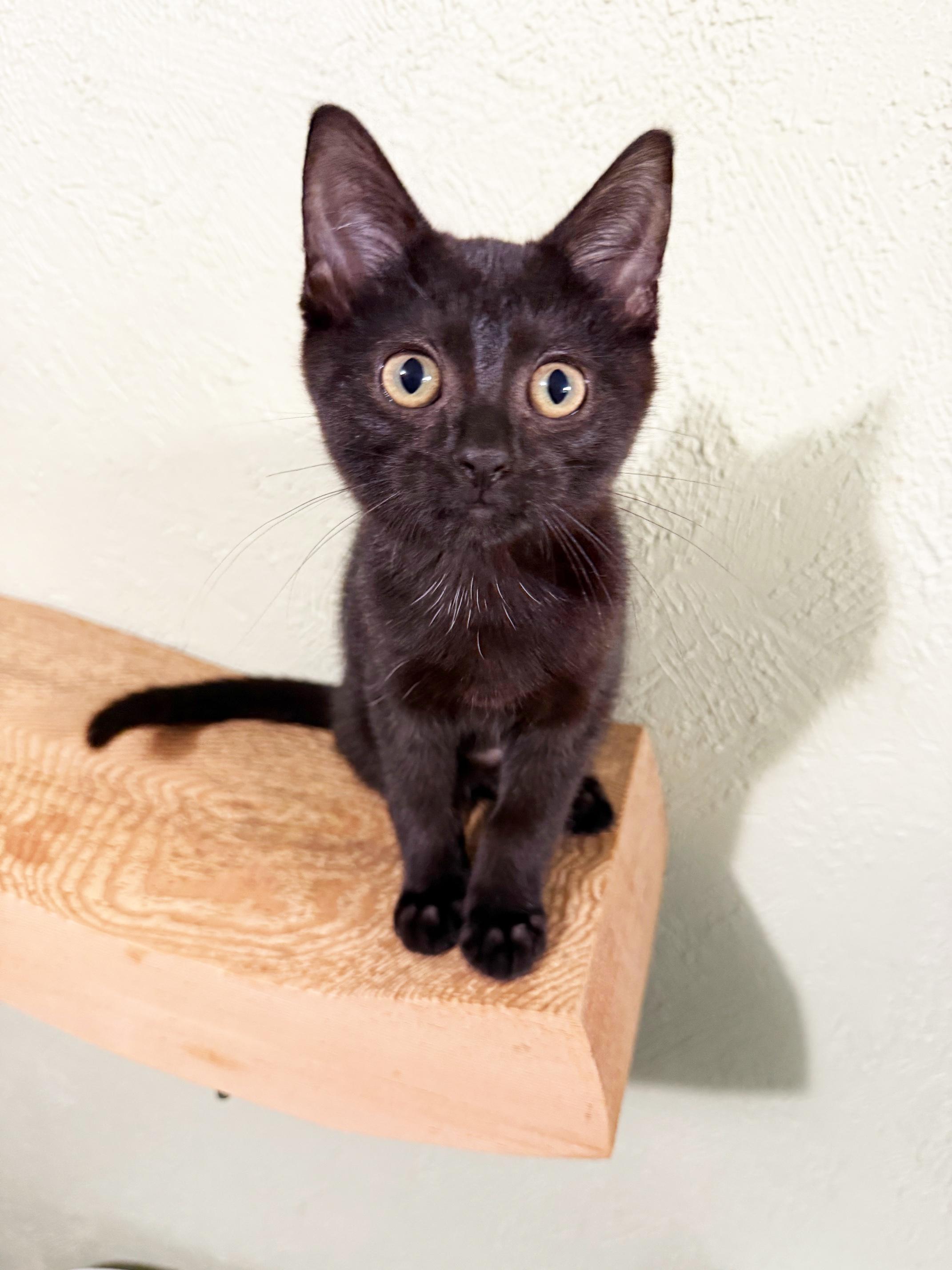 Baby Ernie - cuddly little baby loverboy!, a Adopted Domestic Short Hair in Neenah, WI image 5/6