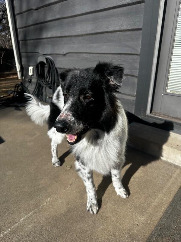 Jiro, Adoptable, Senior Male Rough Collie & Mixed Breed.