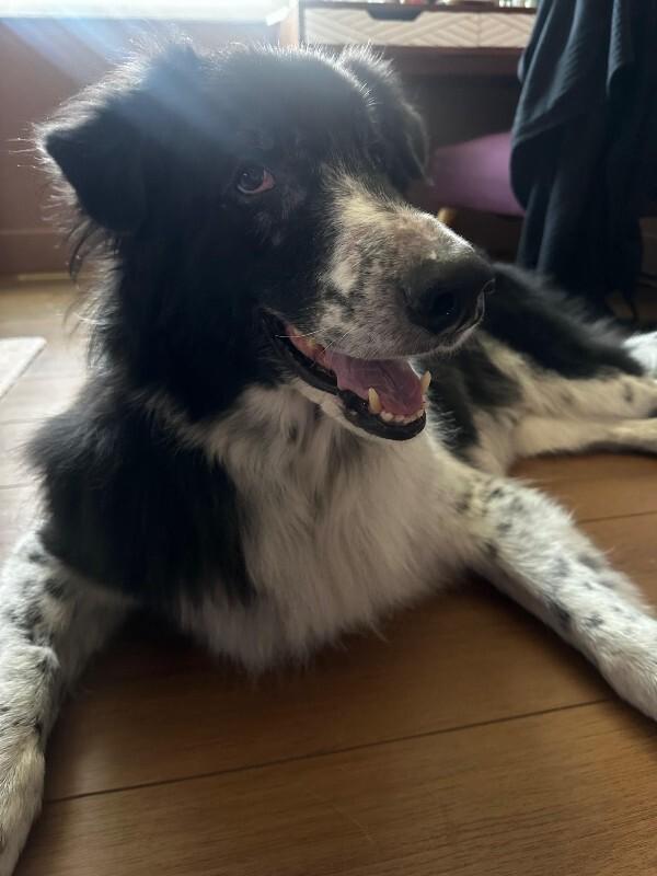Enlarge Jiro, a Adoptable mixed breed in Fort Collins, CO image 4/6