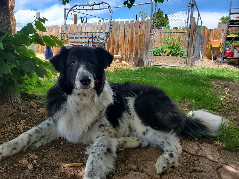 Enlarge Jiro, a Adoptable mixed breed in Fort Collins, CO image 5/6