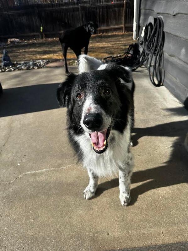 Enlarge Jiro, a Adoptable mixed breed in Fort Collins, CO image 6/6