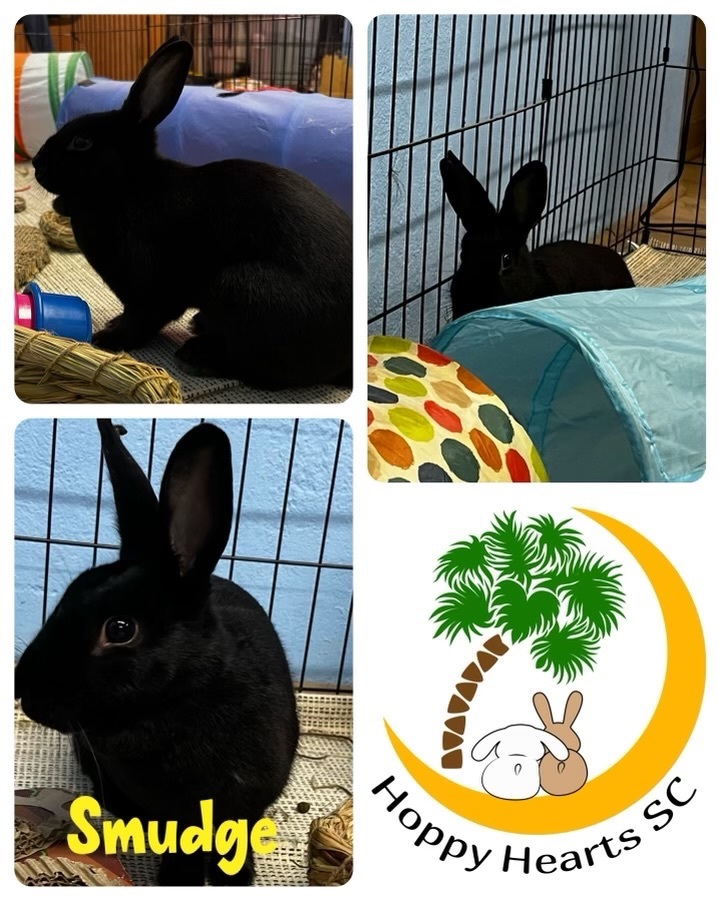 Smudge, Adopted, Young Female Rex.