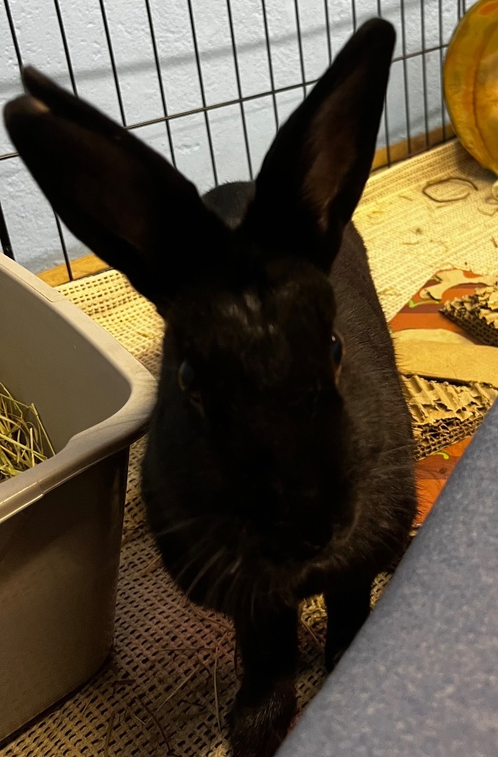 Enlarge Smudge, a Adopted Rex in Chapin, SC image 2/4