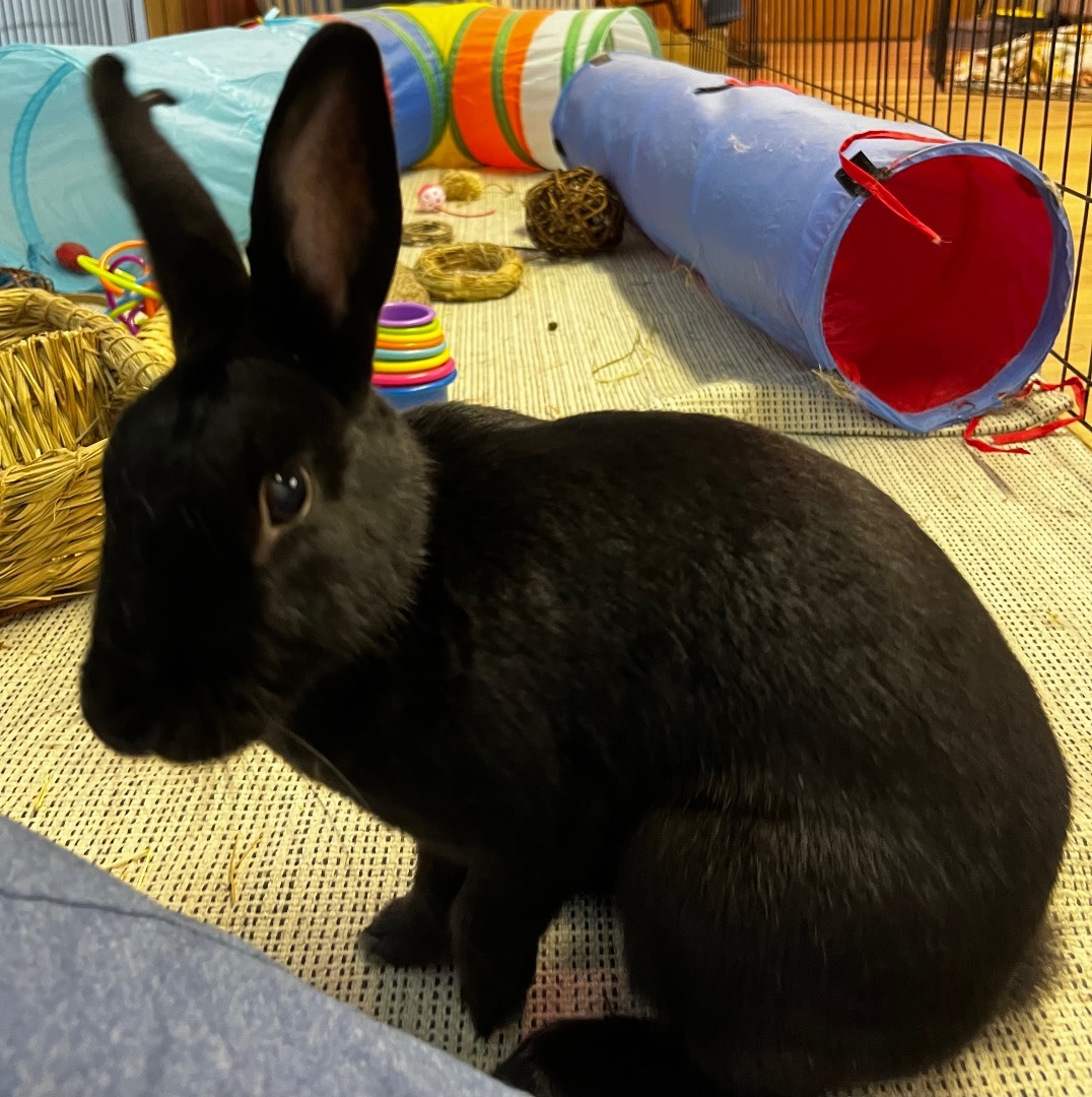 Enlarge Smudge, a Adopted Rex in Chapin, SC image 3/4