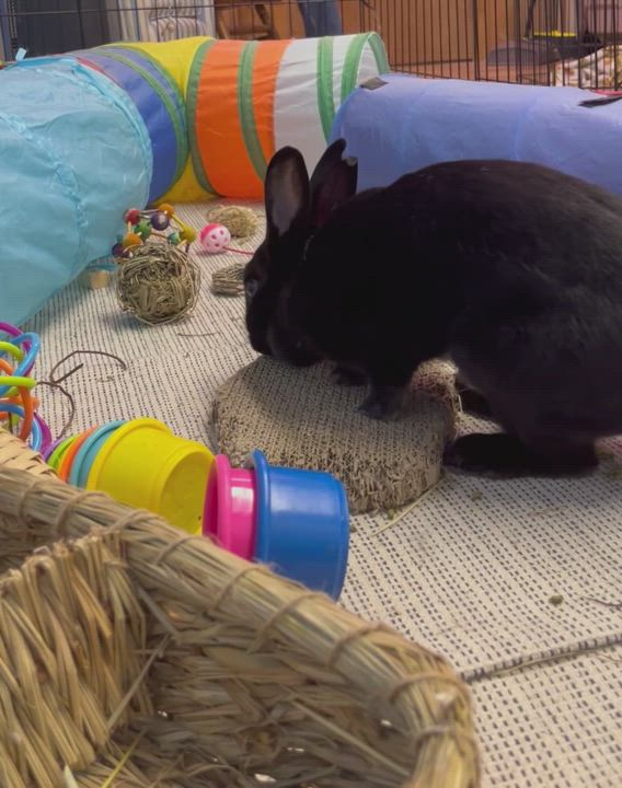 Enlarge Smudge, a Adopted Rex in Chapin, SC video 4/4