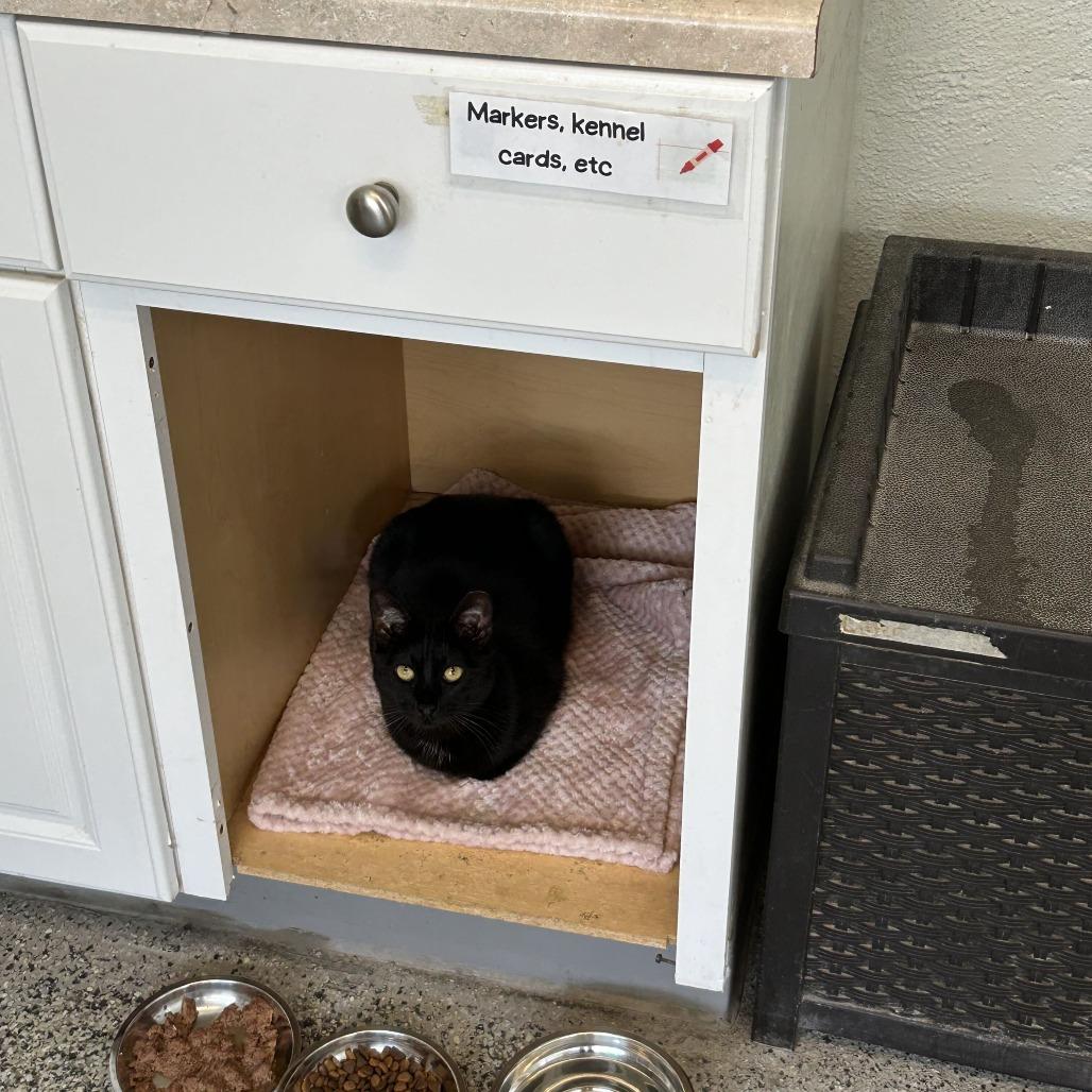 Panther, Adoptable, Adult Female Domestic Short Hair.