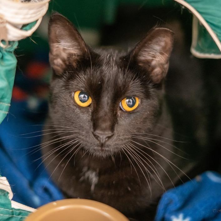 Panther, a Adoptable Domestic Short Hair in Denver, CO image 1/5
