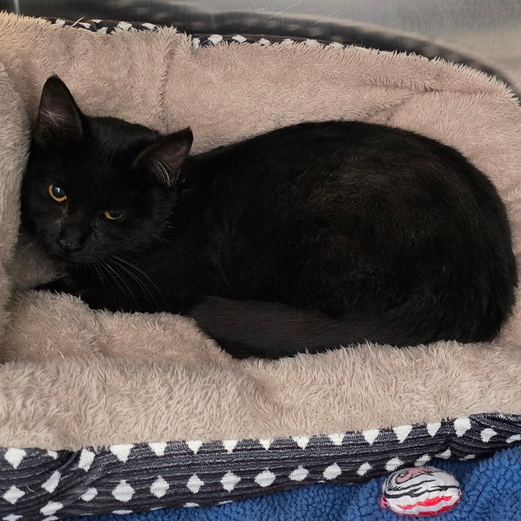 Panther, a Adoptable Domestic Short Hair in Denver, CO image 2/5