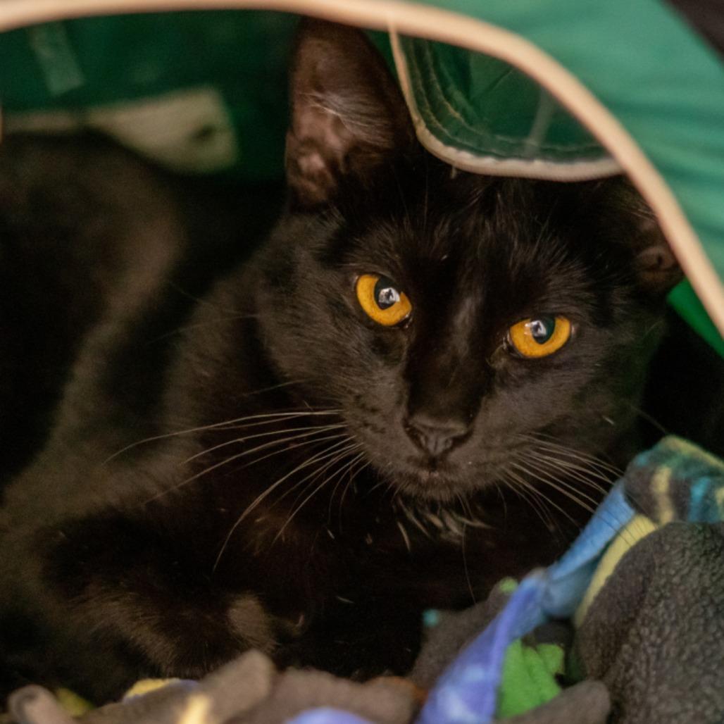 Panther, a Adoptable Domestic Short Hair in Denver, CO image 3/5