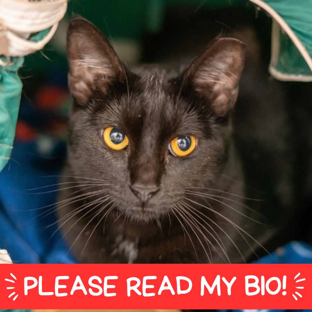 Panther, a Adoptable Domestic Short Hair in Denver, CO image 4/5