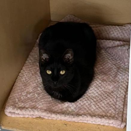 Enlarge Panther, a Adoptable Domestic Short Hair in Denver, CO image 5/6
