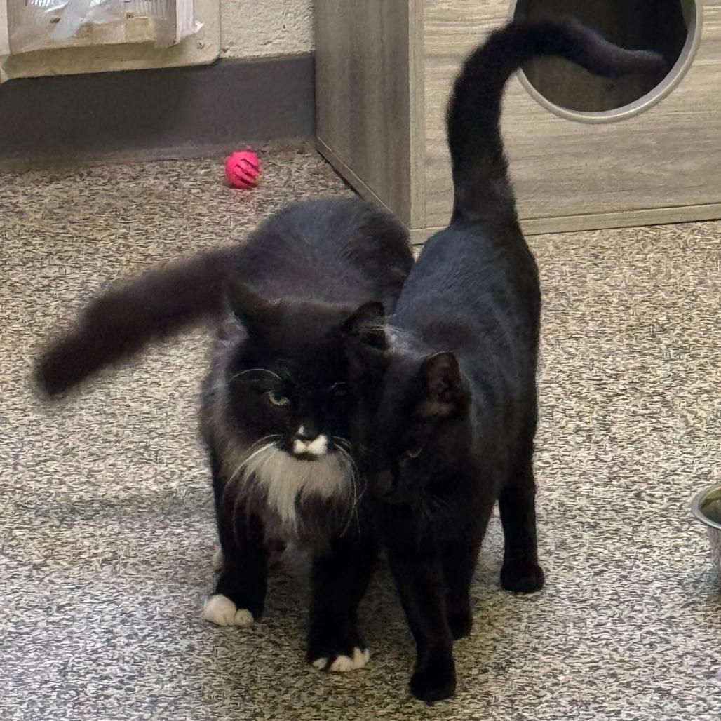 Panther, a Adoptable Domestic Short Hair in Denver, CO image 5/5