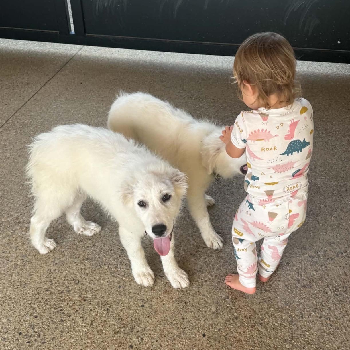 Enlarge April, a Adoptable Great Pyrenees in Alexandria, VA image 2/4