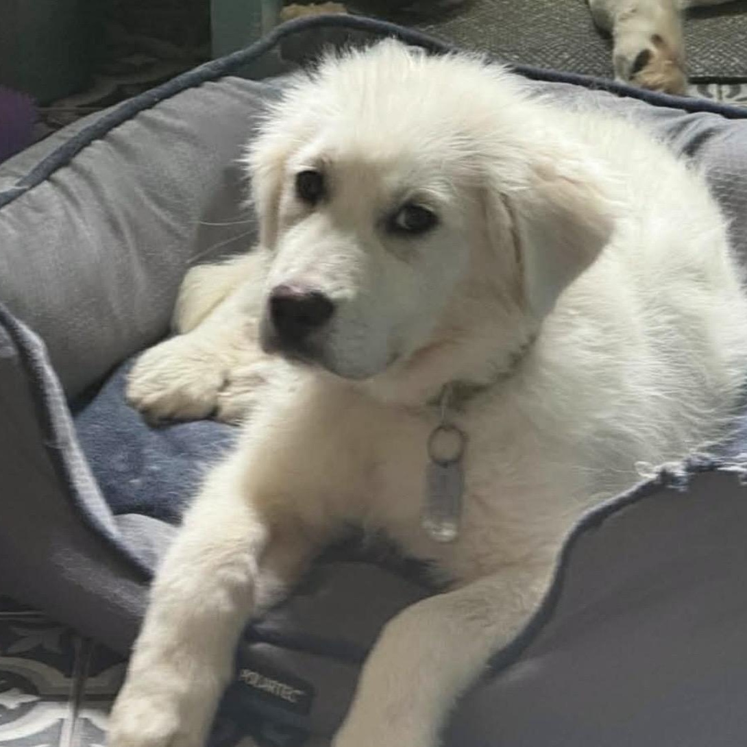 April, Adoptable, Puppy Female Great Pyrenees.